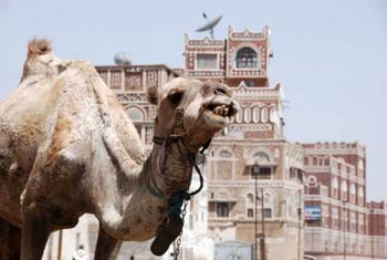 верблюд в Йемене